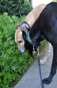 Seattle Center Sniffies